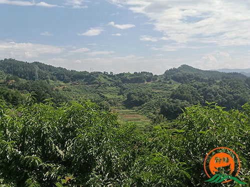 黔陽瞐黔陽黃桃產業(yè)園7