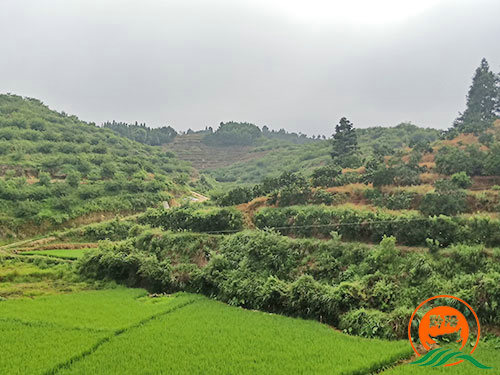 黔陽(yáng)瞐岔頭鄉(xiāng)杉木田村黃桃產(chǎn)業(yè)園