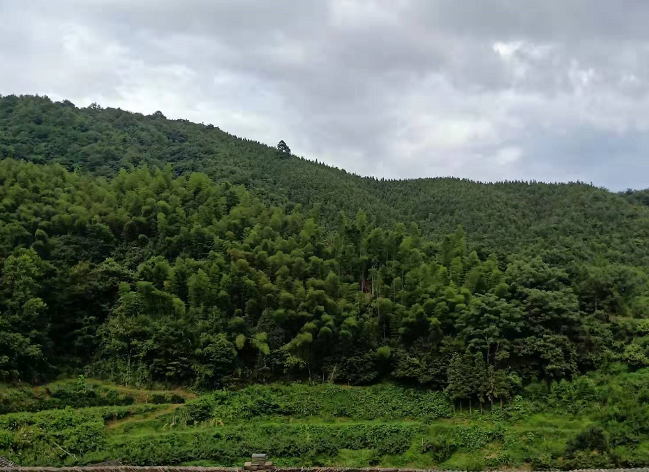 黔陽瞐安江松林基地