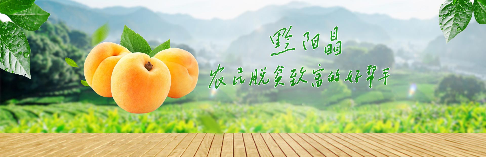 洪江市禹甜科技有限公司_黔陽瞐_農(nóng)產(chǎn)品的批發(fā)零售