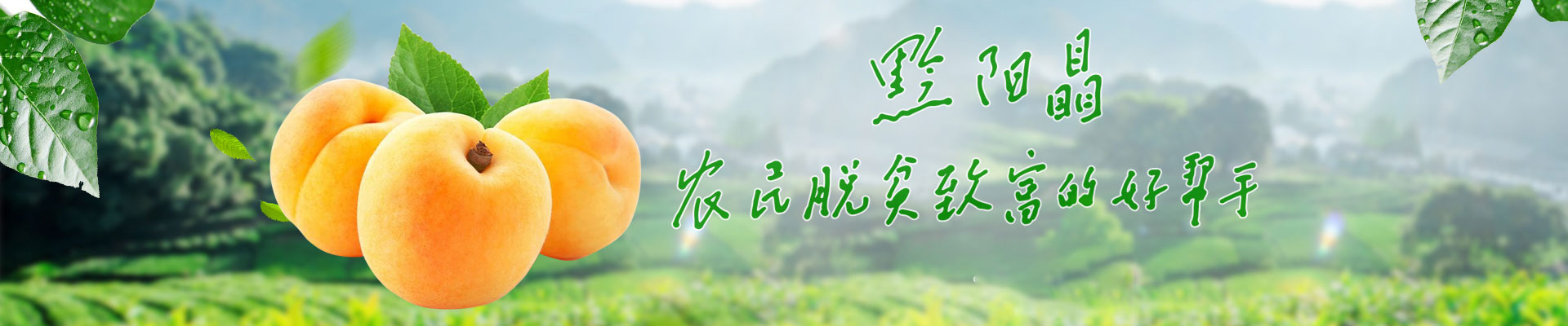 洪江市禹甜科技有限公司_黔陽瞐_農產(chǎn)品的批發(fā)零售